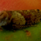 Gum-tree Leafhopper -unidentified