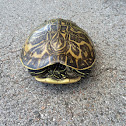 FL Box Turtle
