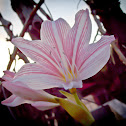 pink striped trumpet lily