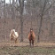 Horses