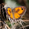 Southern Gatekeeper; Lobito Jaspeado.