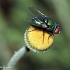 Common Green Bottle Fly