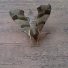 Army Camouflage Moth