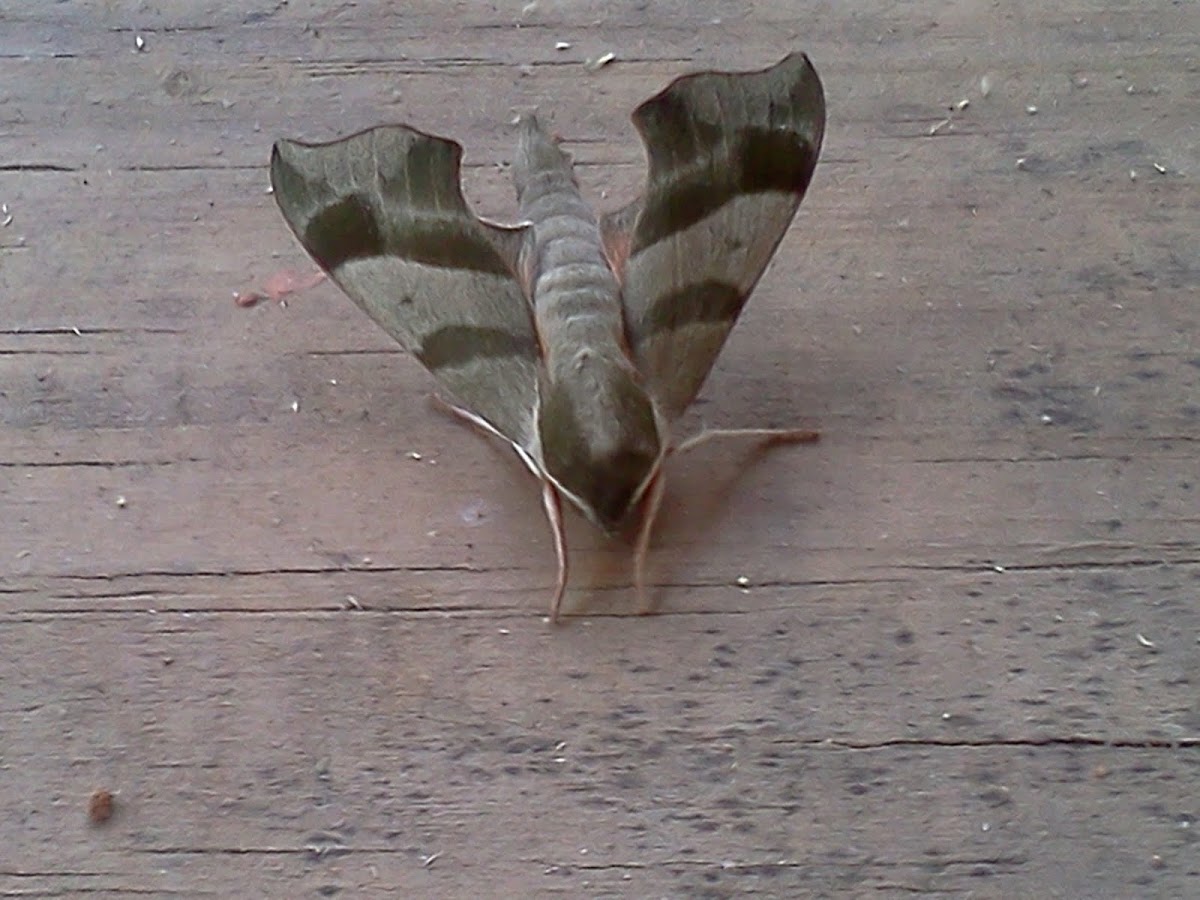 Army Camouflage Moth