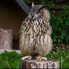Eurasien Eagle-Owl