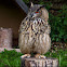 Eurasien Eagle-Owl