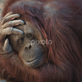 by Esteban Rios - Animals Other Mammals