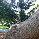 Eastern Gray Squirrel