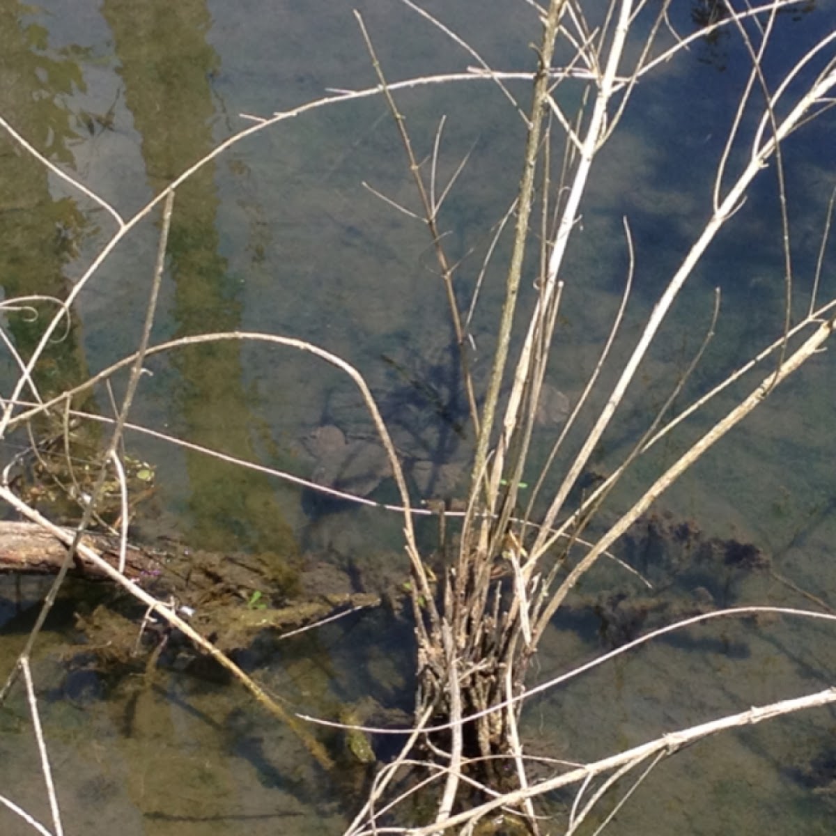 Common Snapping Turtle