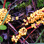 slime mold fruiting bodies