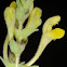 Shrubby Skullcap