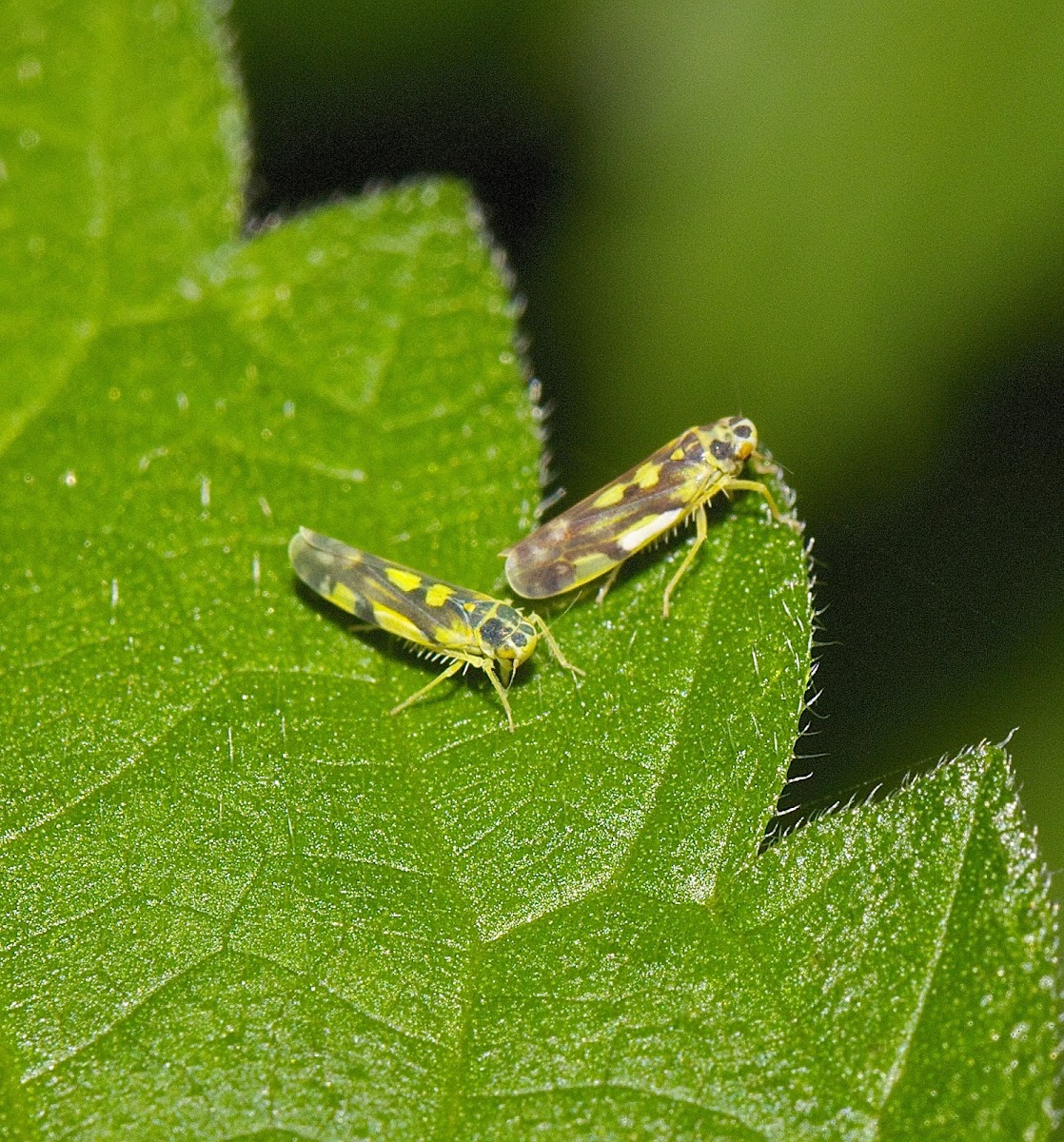 Potato Leafhopper