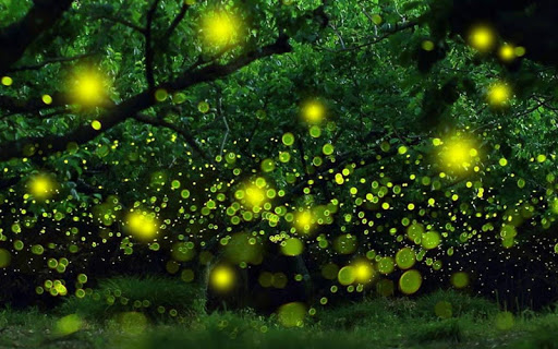免費下載個人化APP|Fireflies Live Wallpaper app開箱文|APP開箱王