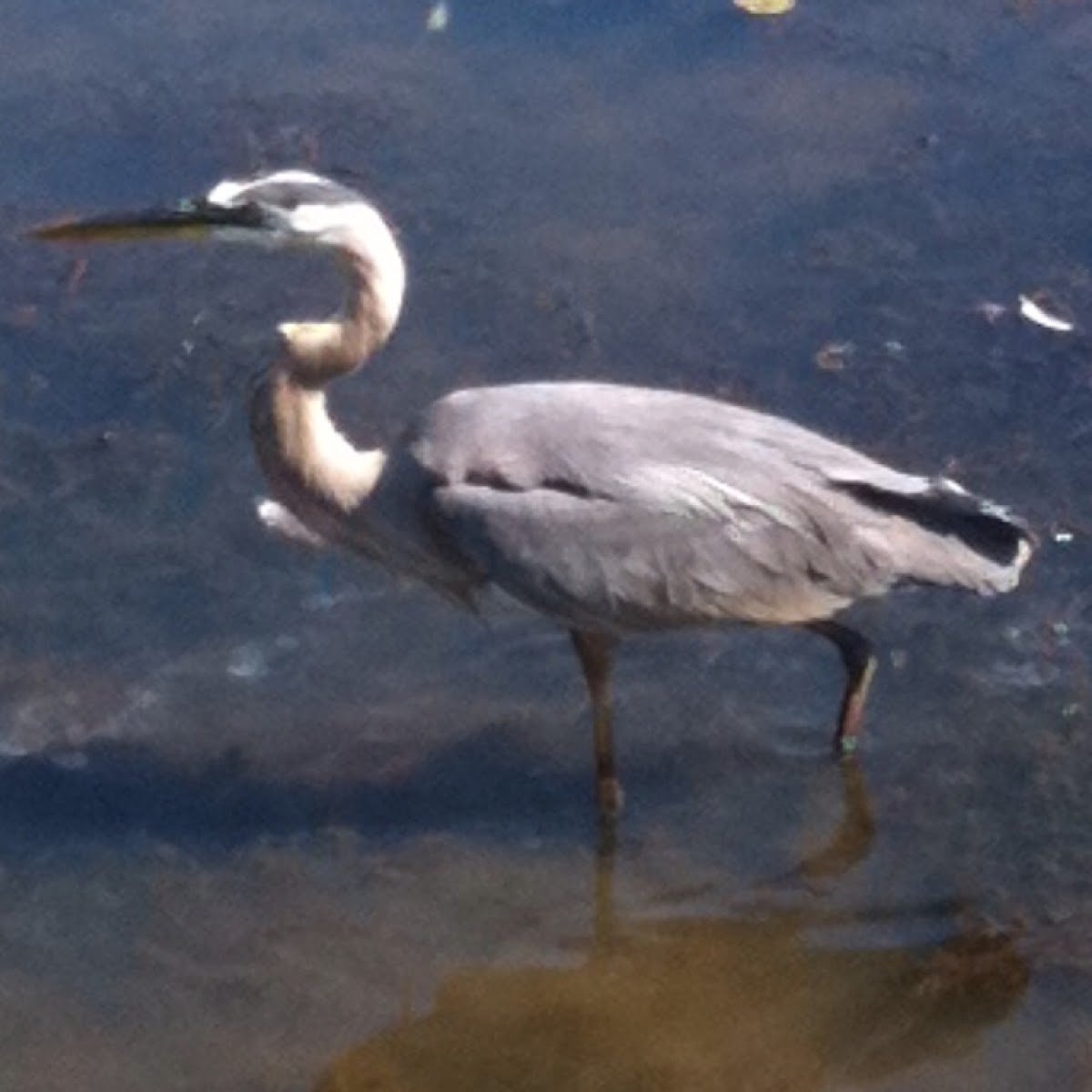 Great Blue Heron