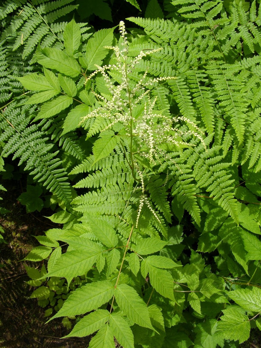 Tall Goats Beard