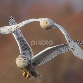 Owl Fight by Herb Houghton - Animals Birds