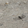 uncertain dragonfly