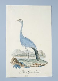 Anthropoides paradisea (Stanleys kraanvogel of Bloukraanvoël in Afrikaans)
