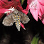 Carolina Sphinx Moth
