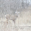 Whitetail Deer Spike