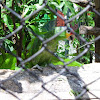 Loro cariamarillo-Yellow cheeked parrot