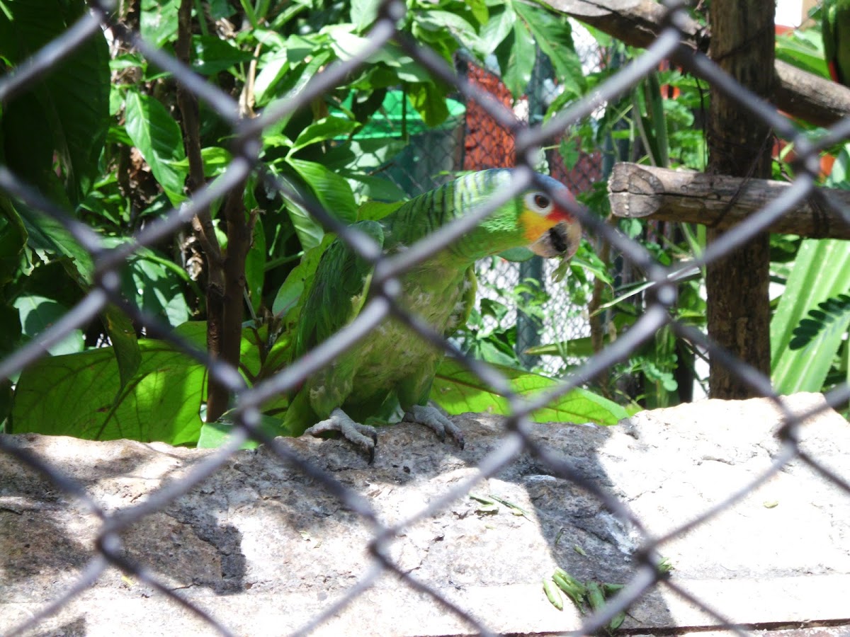Loro cariamarillo-Yellow cheeked parrot