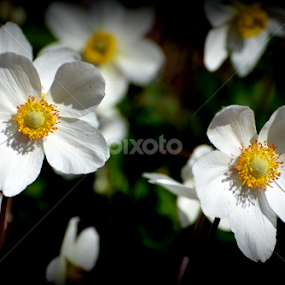 Spring Blossom 1 by Leif Holmberg - Flowers Tree Blossoms