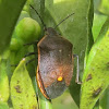 Conchuela Stink Bug