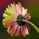 by Biljana Nikolic -  