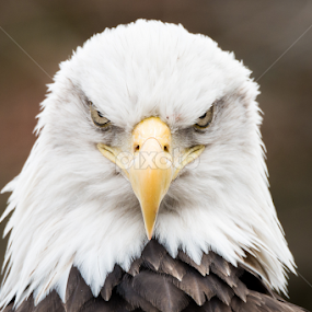 Bald Eagle X by Abeselom Zerit - Animals Birds