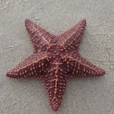 Red Cushion Sea Star