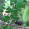 Flesh Fly (Mosquito)