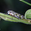 Sharpshooter leafhopper
