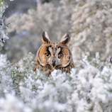 Owl portrait by Ion Alexandra -  