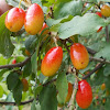 Cornelian cherry (Κρανιά)