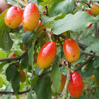 Cornelian cherry (Κρανιά)
