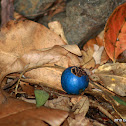 Blue Quandong