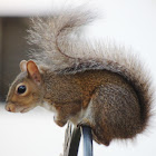 Eastern gray squirrel