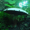 abruptly-bulbous agaricus or the flat-bulb mushroom - klompvoetchampignon (dutch)