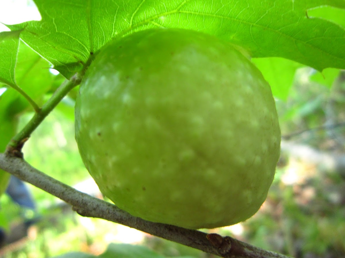 Oak gall