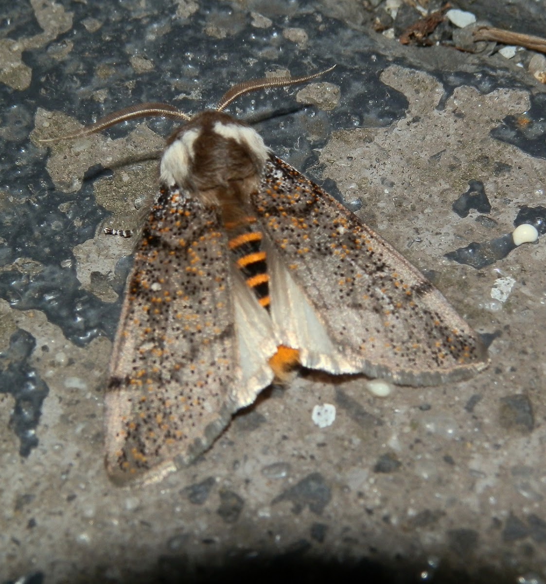 Boisduval's Autumn Moth - ♂