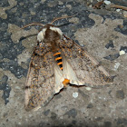 Boisduval's Autumn Moth - ♂