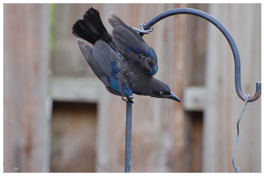 The Common Grackle