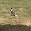 White tailed Jack rabbit