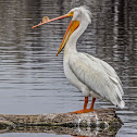 American White Pelican