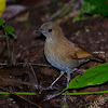 Sunda blue Robin - Female