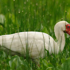 american white ibis
