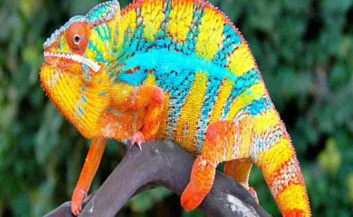 Chameleon Wallpaper