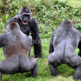 Gorilla threat by Owen Taylor - Animals Other Mammals