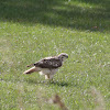 Red-tailed Hawk